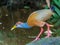 Adult Grey Necked Wood Rail