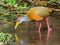 Adult Grey Necked Wood Rail