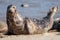 Adult grey seal Halichoerus grypus, Marine mammal wildlife portrait image