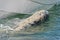 Adult grey whale approaching a boat