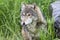 Adult Grey Wolf Licking its Lips