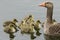 An adult Greylag Goose, Anser anser, swimming on a lake with her cute Goslings.
