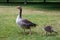 Adult greylag goose with gosling in London Hyde Park