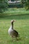 Adult greylag goose on the grass in London Hyde Park