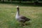 Adult greylag goose on the grass in London Hyde Park