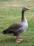 Adult greylag goose on the grass in London Hyde Park