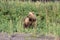 Adult Grizzly Bear on Clark Lake Alaska