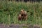 Adult Grizzly Bear on Clark Lake Alaska