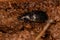 Adult Ground Beetle