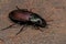 Adult Ground Beetle