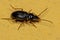 Adult Ground Beetle