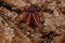 Adult Ground Spider