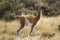 Adult Guanaco among grass in patagonia