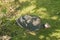 Adult Guinea fowl in the zoo on the background of green grass