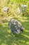 Adult Guinea fowl in the zoo on the background of green grass