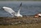 An adult gull laughing steals fish