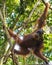 Adult hairy orangutan calmly looking straight (Bohorok, Indonesia)