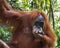 Adult hairy orangutan dine and hang on the branches - close-up (