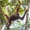 Adult hairy orangutan moves the branches Bohorok, Indonesia