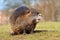 Adult hairy river coypu