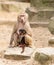 Adult hamadryas baboon with baby