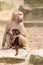 Adult hamadryas baboon with baby