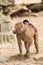 Adult hamadryas baboon with baby