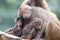 An adult Hamadryas Baboons hugging a pair of Juveniles