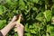 Adult hands gathering green beans in the garden