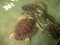Adult harmed turtles swimming in water tank at turtle wildlife rescue center in Sri Lanka