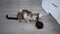 Adult healthy cat is eating food. Beige domestic kitten eats wet food from a bowl. Proper nutrition of a pet, a bowl of