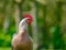 Adult Hen Chicken seen looking at the photographer.