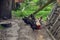 Adult hens eat grain in the yard of a rural house