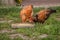 Adult hens, roosters, turkeys, teenage chickens on the farm graze in the grass and peck fodder