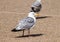 Adult Herring Gull