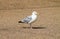 Adult Herring Gull