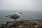 Adult herring gull, larus argentatus, perched on a wall during Storm Agnes, Dunmore Head, Dingle, Co Kerry, Ireland