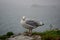 Adult herring gull, larus argentatus, perched on a wall during Storm Agnes, Dunmore Head, Dingle, Co Kerry, Ireland