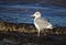 Adult herring gull lit by sunlight standing on the beach near the flood line