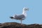 An adult Herring Gull, seagull, Larus argentatus argenteus.