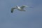 Adult herring gull soars over mouth of the Delaware River.