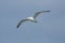 Adult herring gull soars over mouth of the Delaware River.