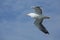 Adult herring gull soars over mouth of the Delaware River.