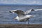 Adult herring gull taking flight from pier