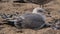 Adult herring gull in winter plumage, lying on a beach surrounded by seashells