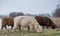 Adult Highland cattle.Three multicolored horned Highland Cattle grazing on the grass near the pond. White And Brown Cattle. Close