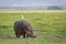 Adult hippo standing on green grass grazing with white cattle egret on its back in Amboseli in Kenya