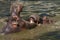 Adult hippopotamus fighting in the water