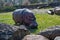 An adult hippopotamus grazes on the lawn in the zoo on a sunny day