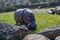 An adult hippopotamus grazes on the lawn in the zoo on a sunny day